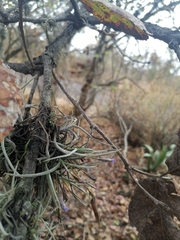 Tillandsia recurvata