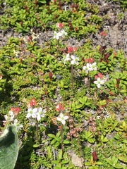 Bryanthus gmelinii