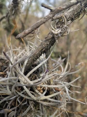 Tillandsia recurvata