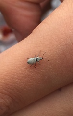 Phyllobius roboretanus