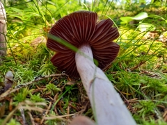 Cortinarius evernius