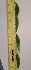 Phytomyza erigerophila