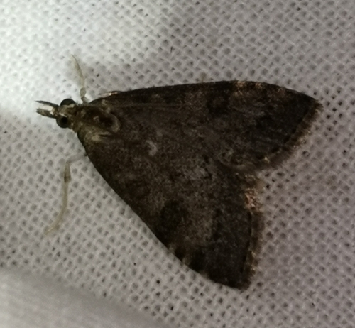 Dusky Pearl, 9166 Schiermonnikoog, Niederlande, photo 10 of 10