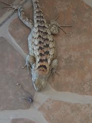 Sceloporus