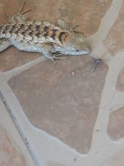 Sceloporus