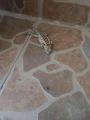 Sceloporus