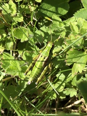 Miramella carinthiaca