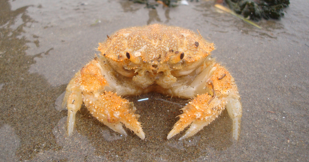 Peltarion spinosulus