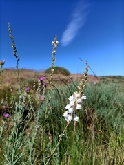 Linaria nivea