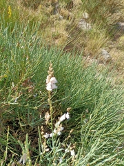 Linaria nivea