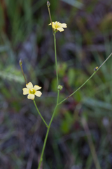 Linum arenicola
