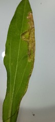 Phytomyza erigerophila