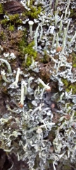 Cladonia botrytes
