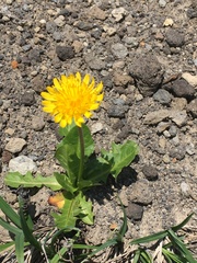Taraxacum acricorne