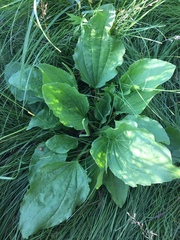 Plantago major