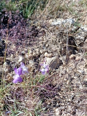 Linaria elegans