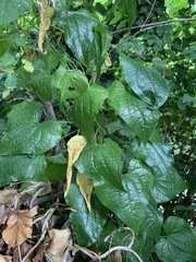 Dioscorea communis