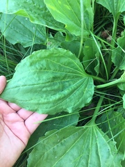 Plantago major
