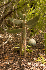 Consolea corallicola