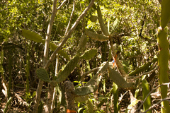 Consolea corallicola