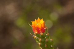 Consolea corallicola