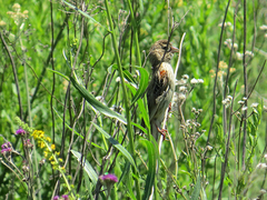 Euplectes progne progne