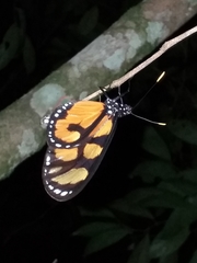 Thyridia psidii aedesia