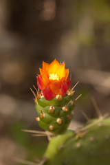 Consolea corallicola