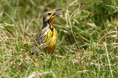 Macronyx aurantiigula