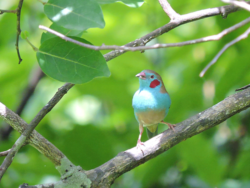 Red-cheeked Cordonbleu