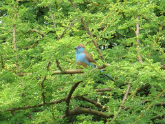 Uraeginthus bengalus