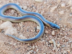Suta nigriceps