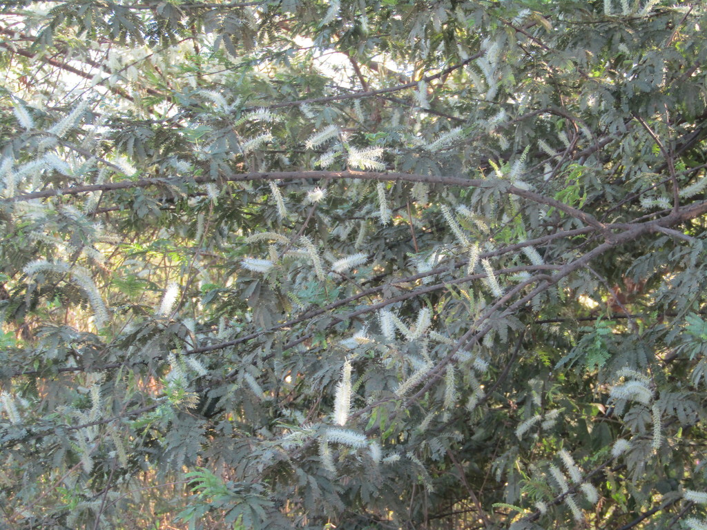 Jurema (Mimosa tenuiflora)