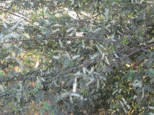 Jurema (Mimosa tenuiflora)