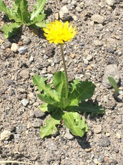 Taraxacum acricorne