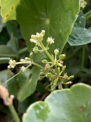 Hydrocotyle tribotrys