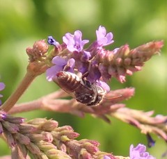 Coelioxys coturnix