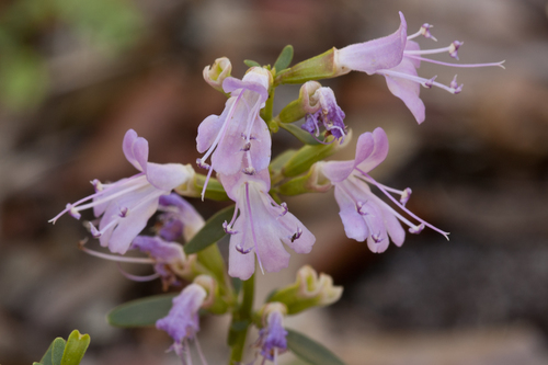 Dicerandra frutescens ssp. savannarum