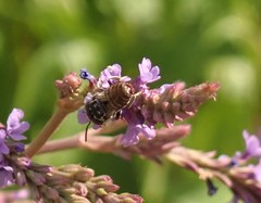 Coelioxys coturnix