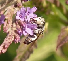 Coelioxys coturnix