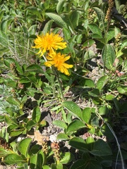 Crepis chrysantha