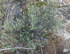 Pegolettia retrofracta