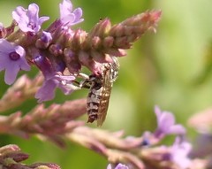 Coelioxys coturnix