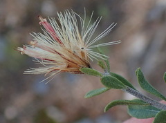 Pegolettia retrofracta