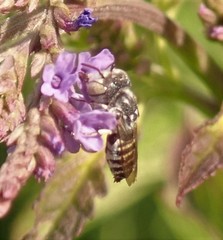 Coelioxys coturnix