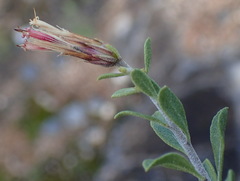 Pegolettia retrofracta