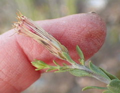 Pegolettia retrofracta