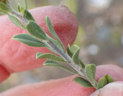Pegolettia retrofracta