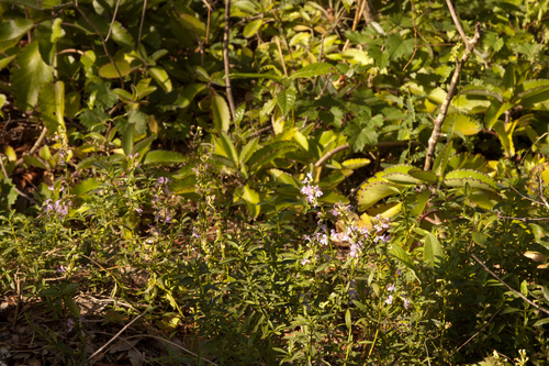 Dicerandra frutescens subsp. savannarum image