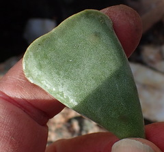 Adromischus triflorus